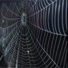 spiderweb